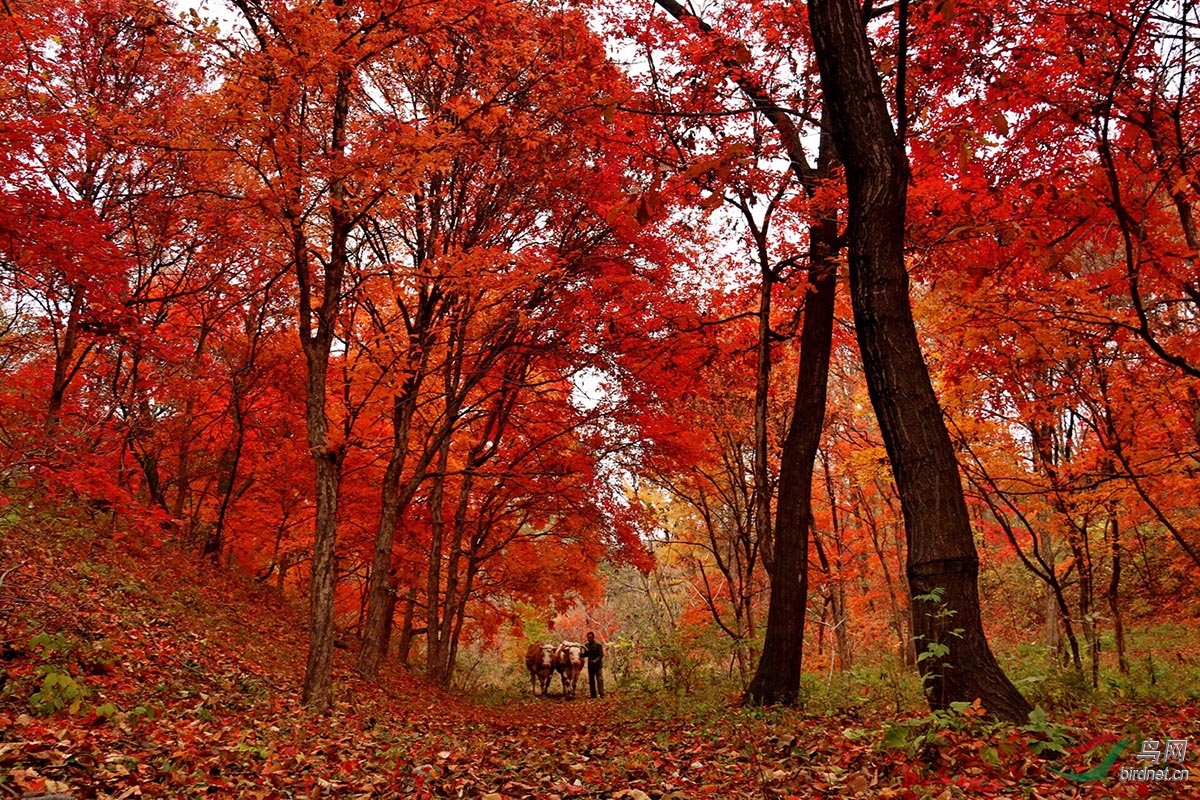 ����  ������ɫ ����13944490687.jpg