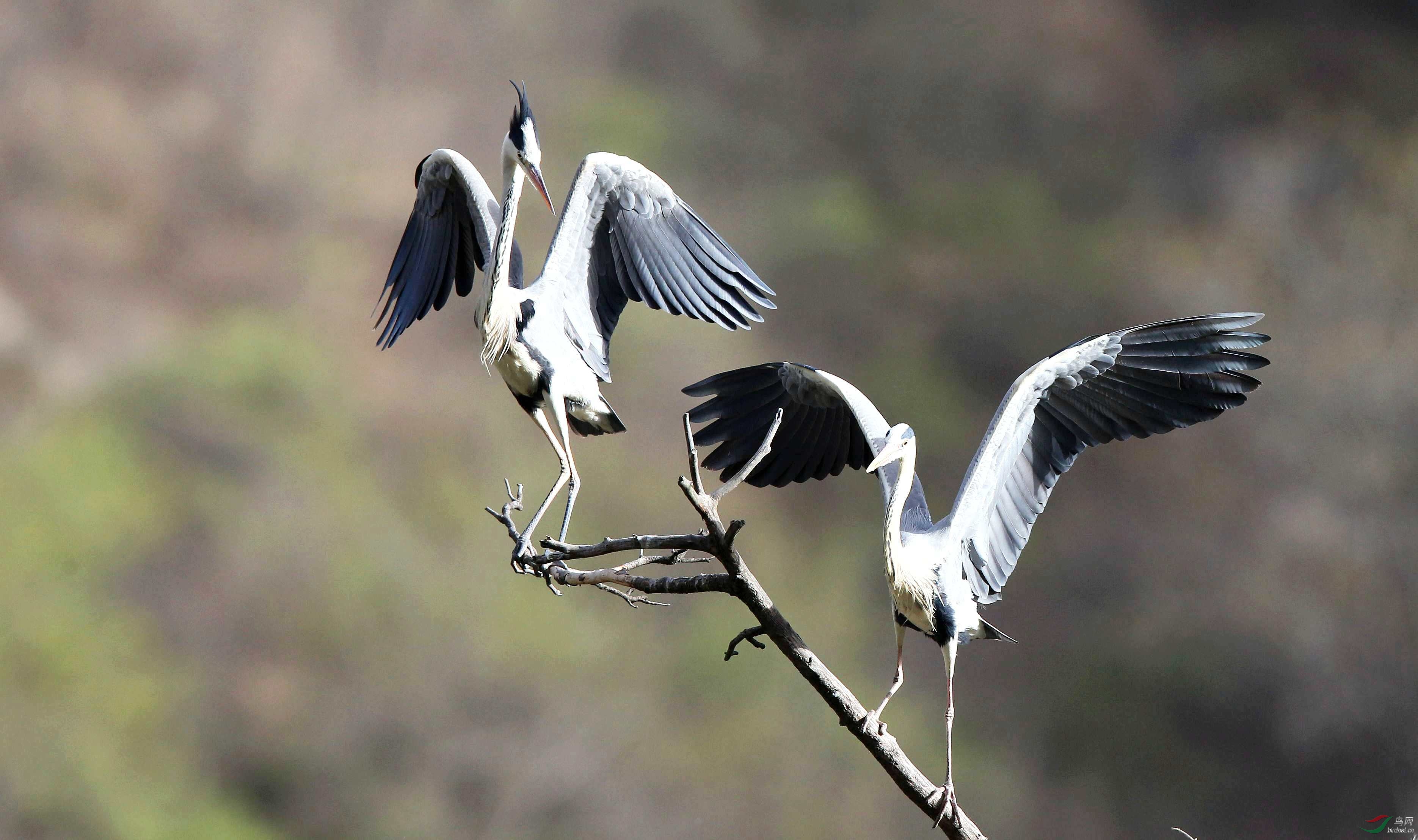 H46R9383_����_���� (2).jpg