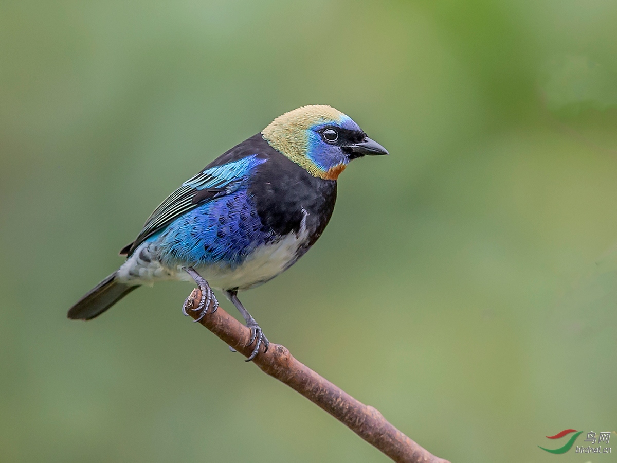 金头唐纳雀 (贺获鸟类精华)