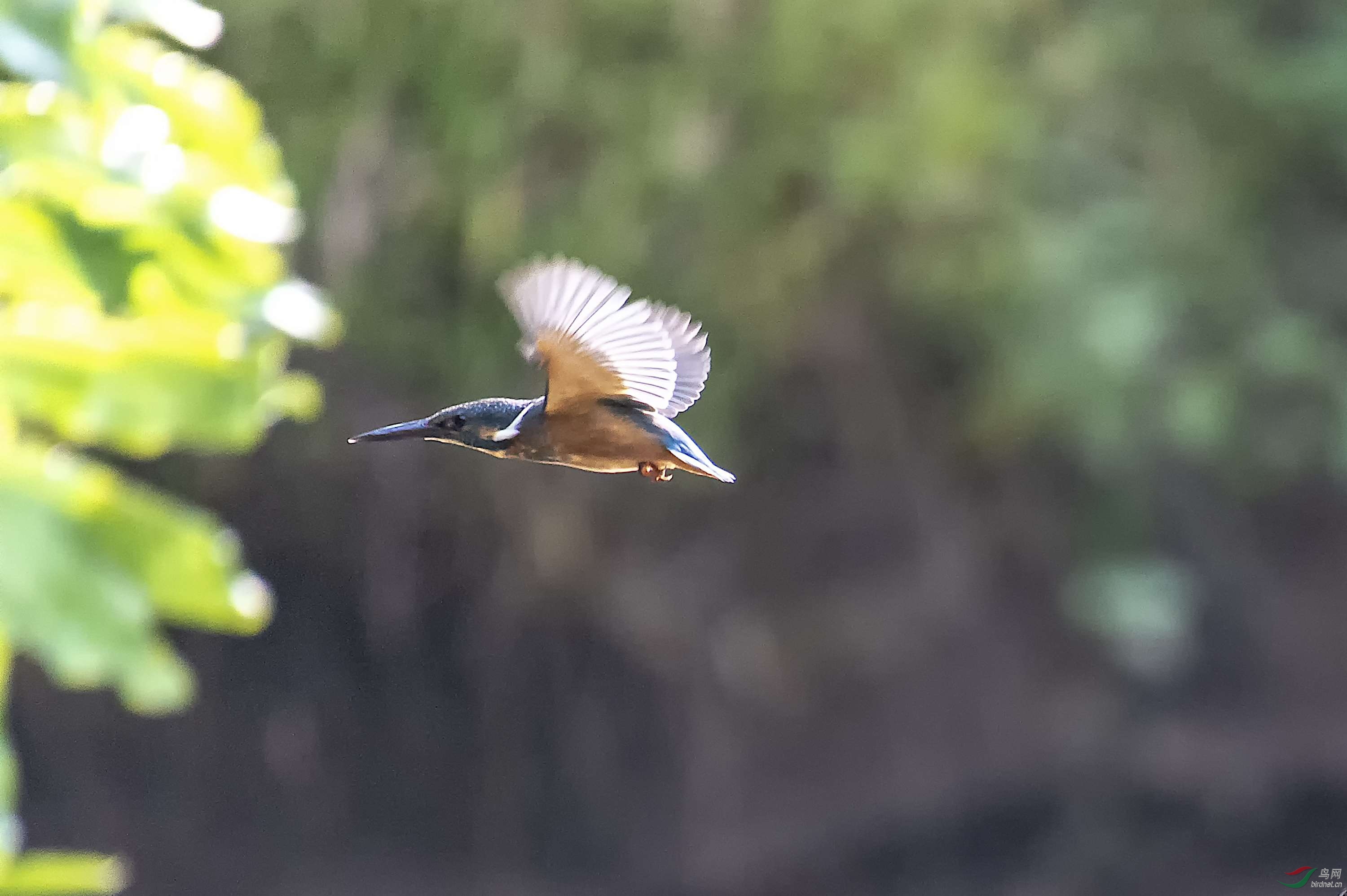 DSC_6203.jpg