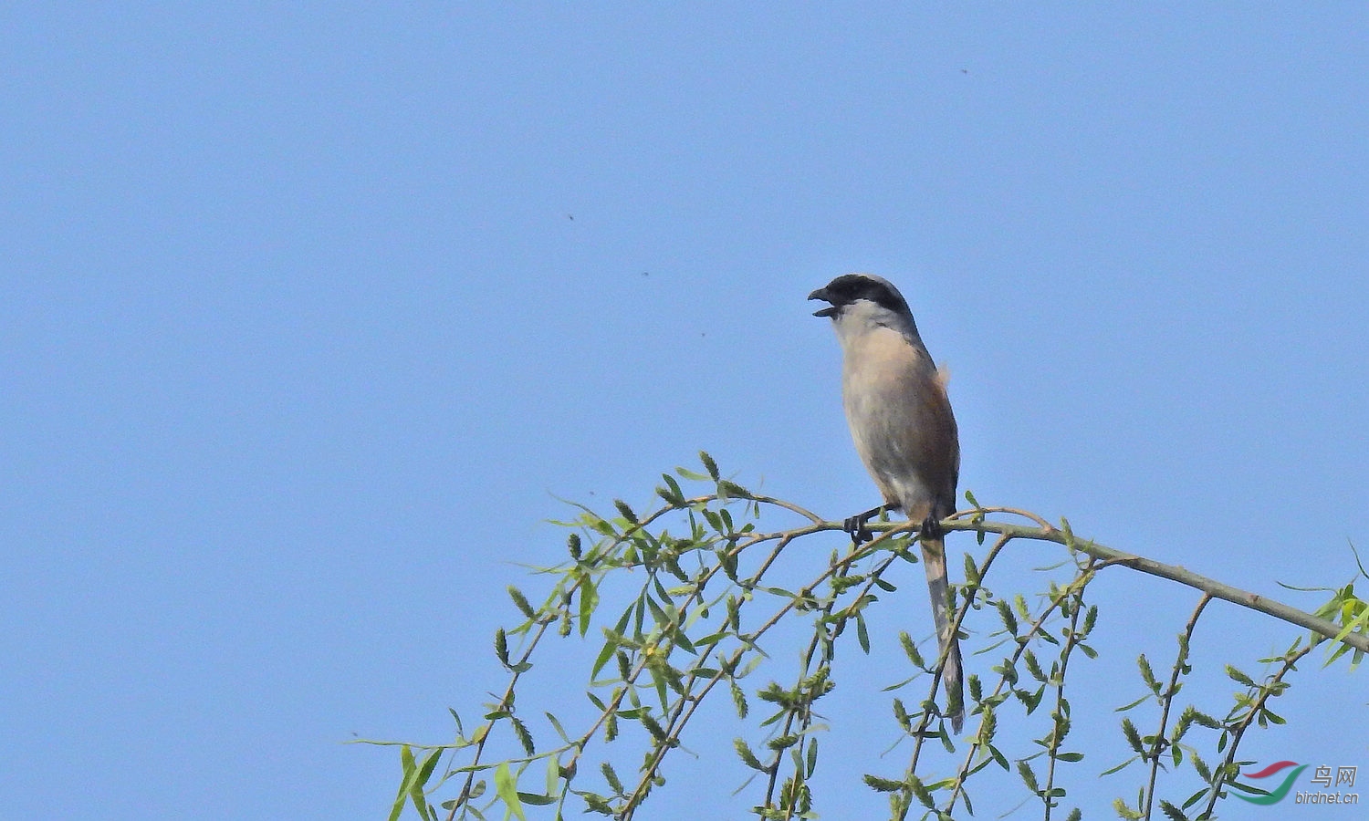 DSCN6993.JPG