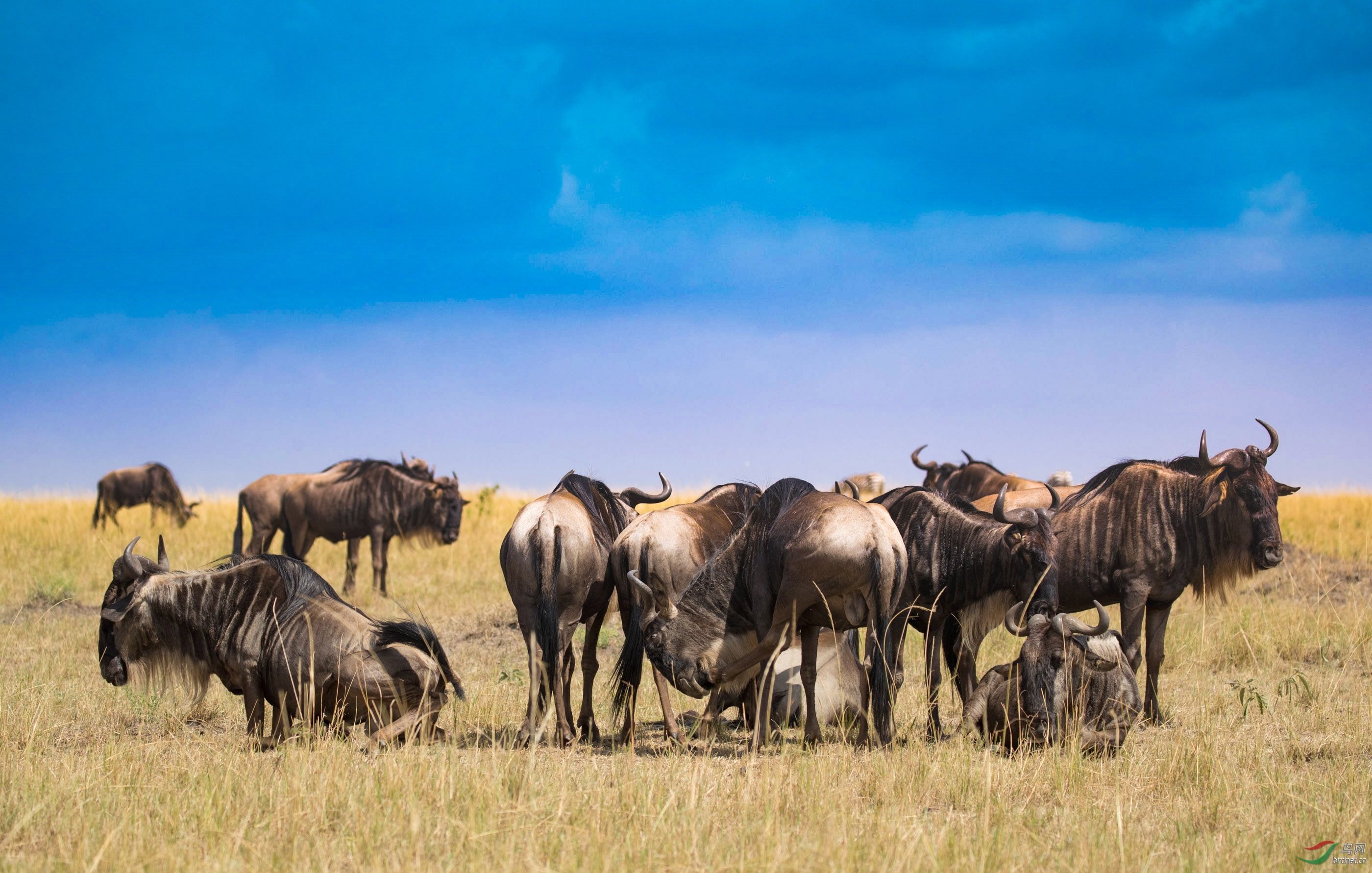 休息中的角马祝贺佳作获动物首页精华