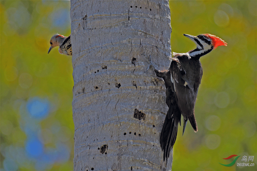 _DSC4728-1.gif