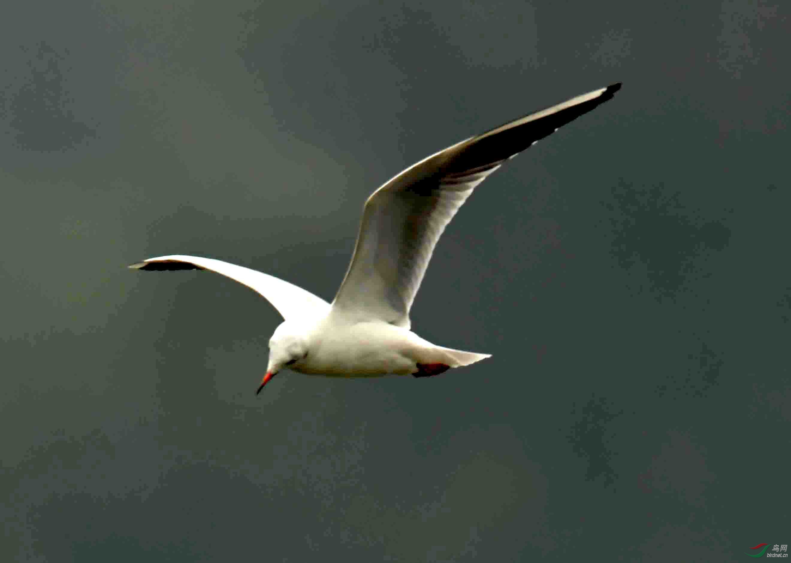 一组孤独飞翔在清河上的海鸥(2019年摄)