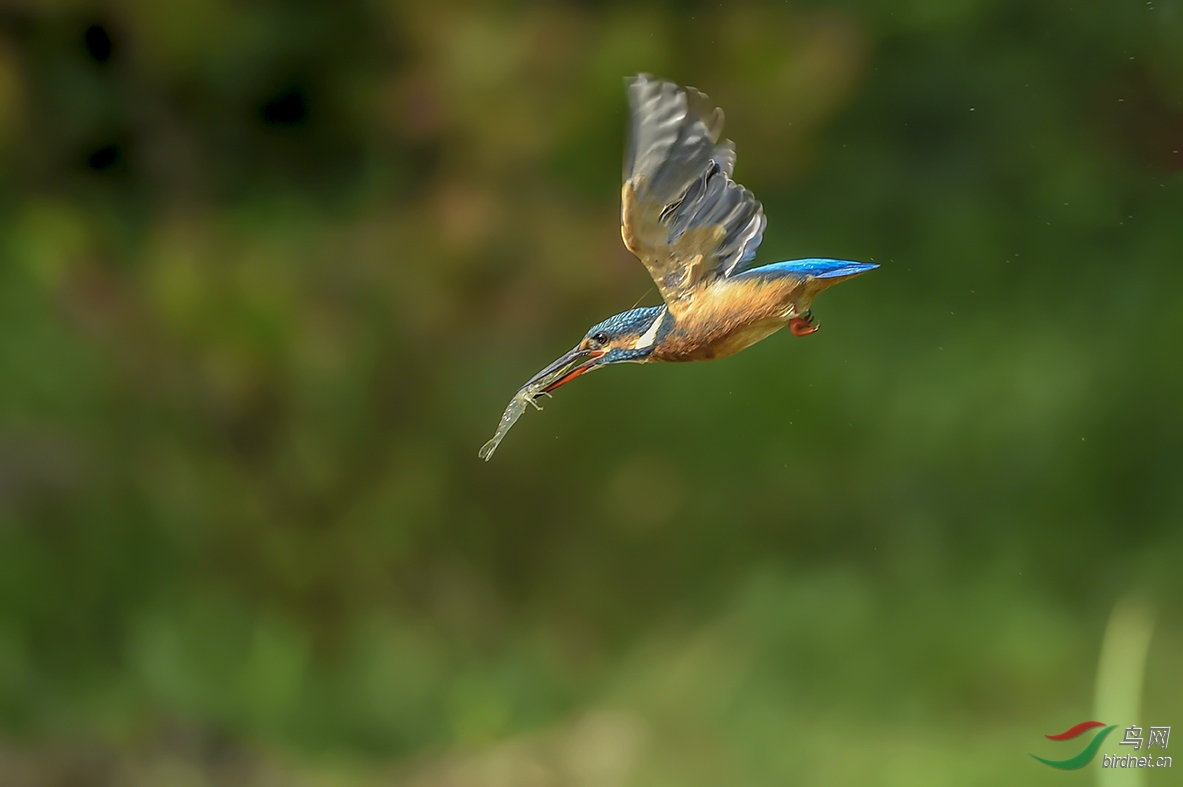 _DSC2606-2.jpg
