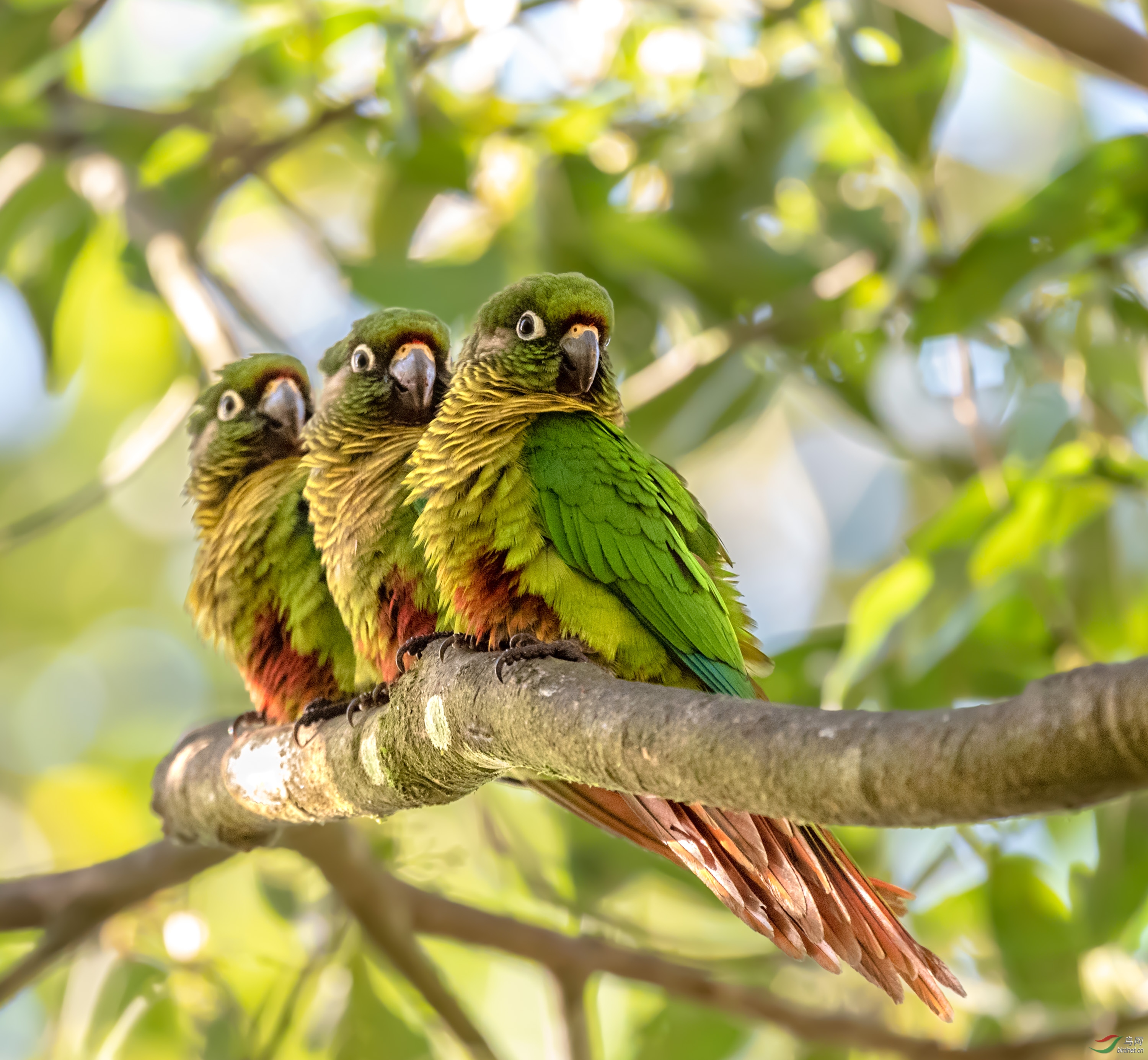 尽然有序红腹鹦哥