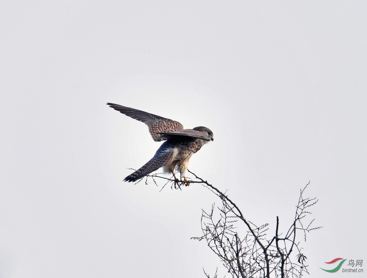DSC_4726.jpg
