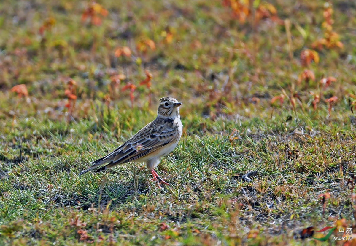 DSC_4683.jpg