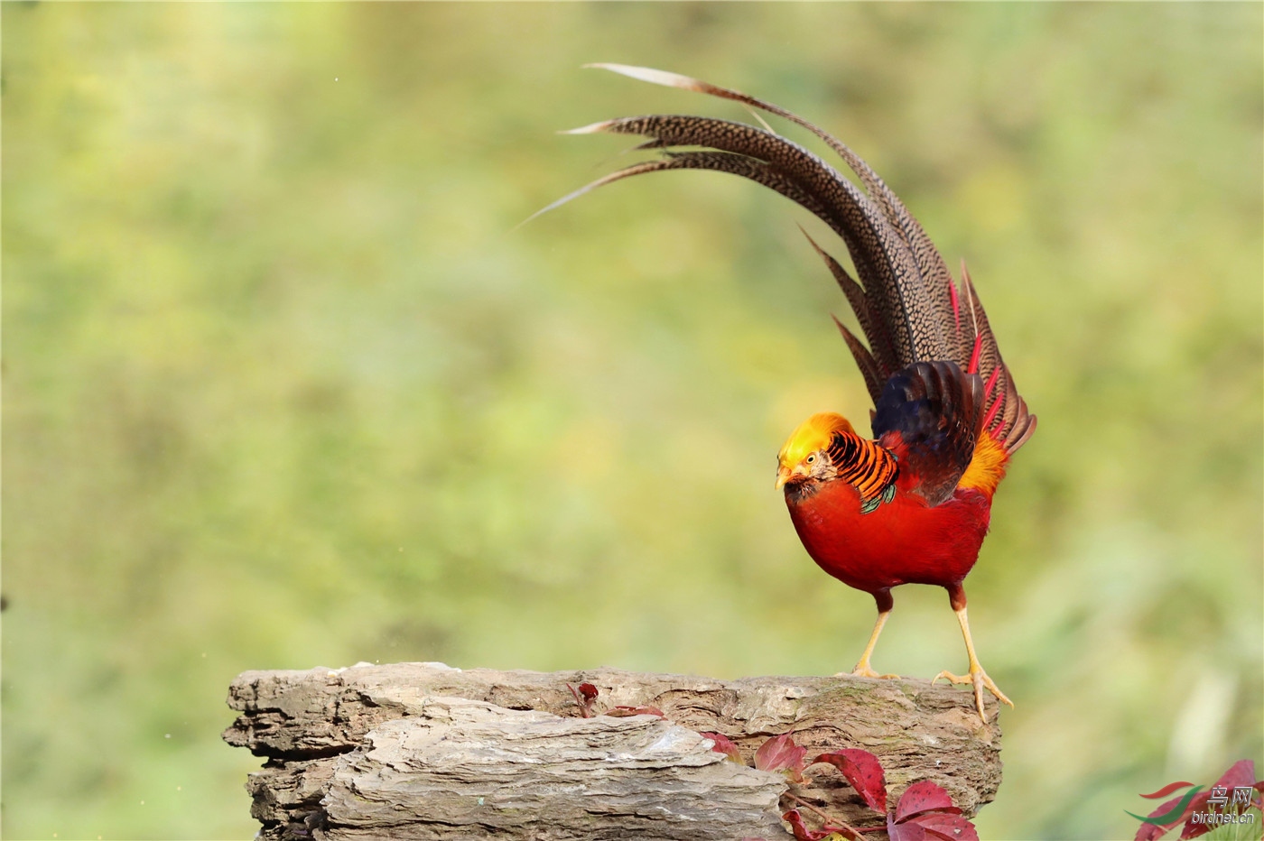 旋风(红腹锦鸡)