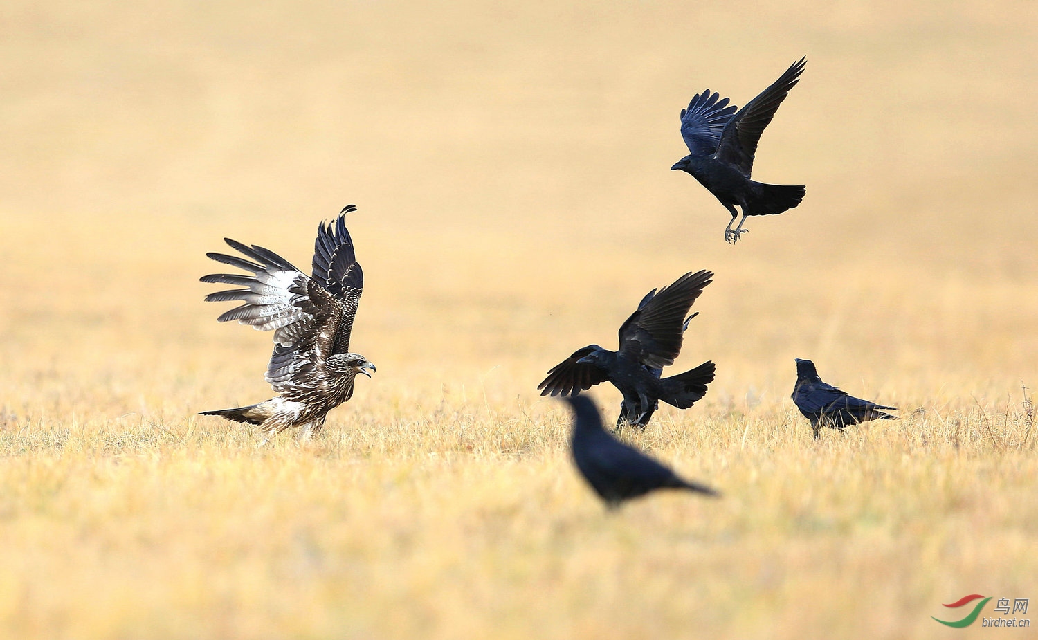 ����A11 W4447.jpg