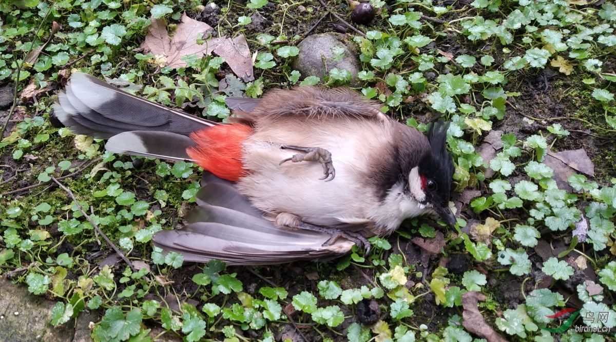 ΢��ͼƬ_20191103121108.JPG