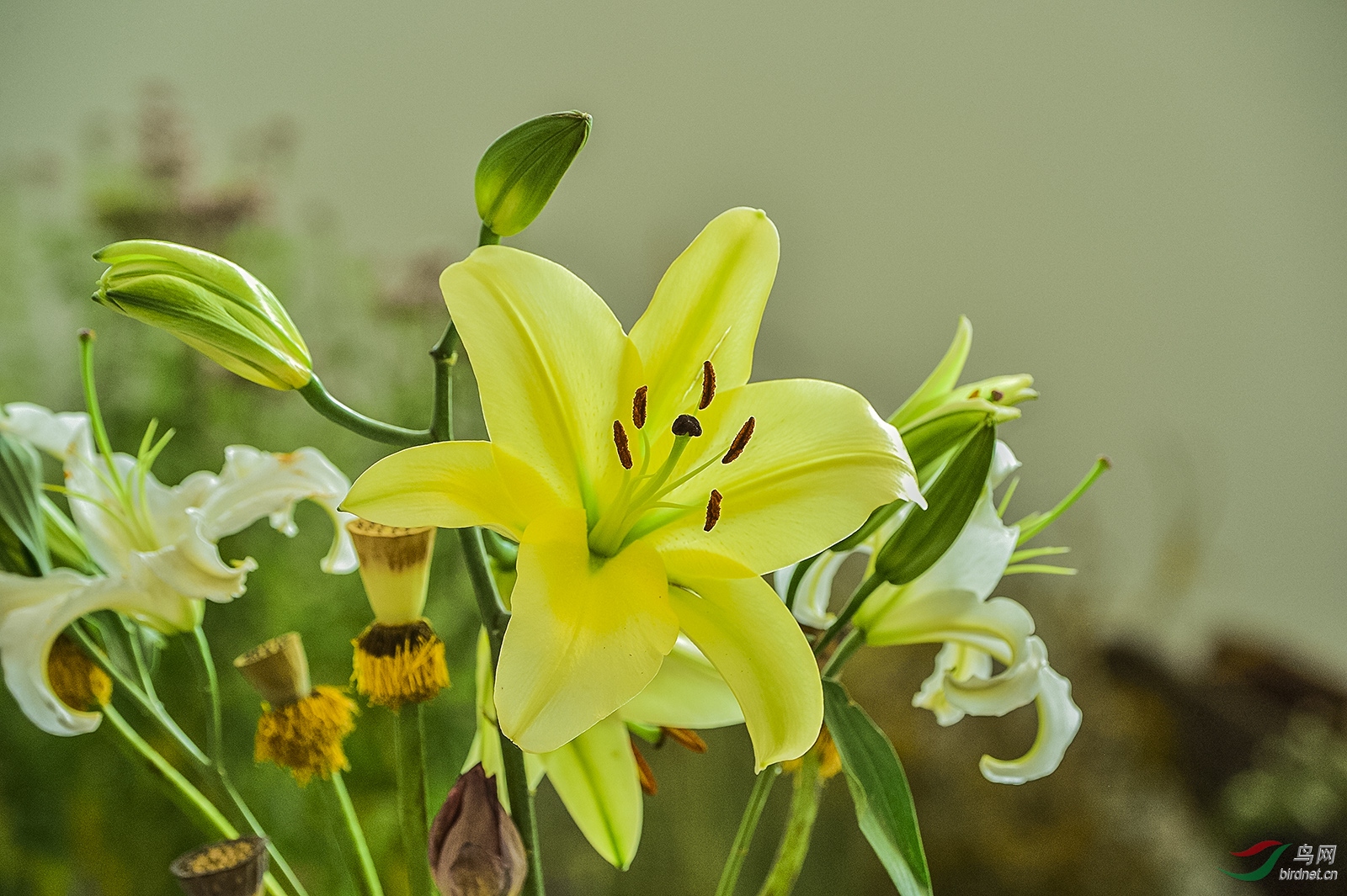 百合花