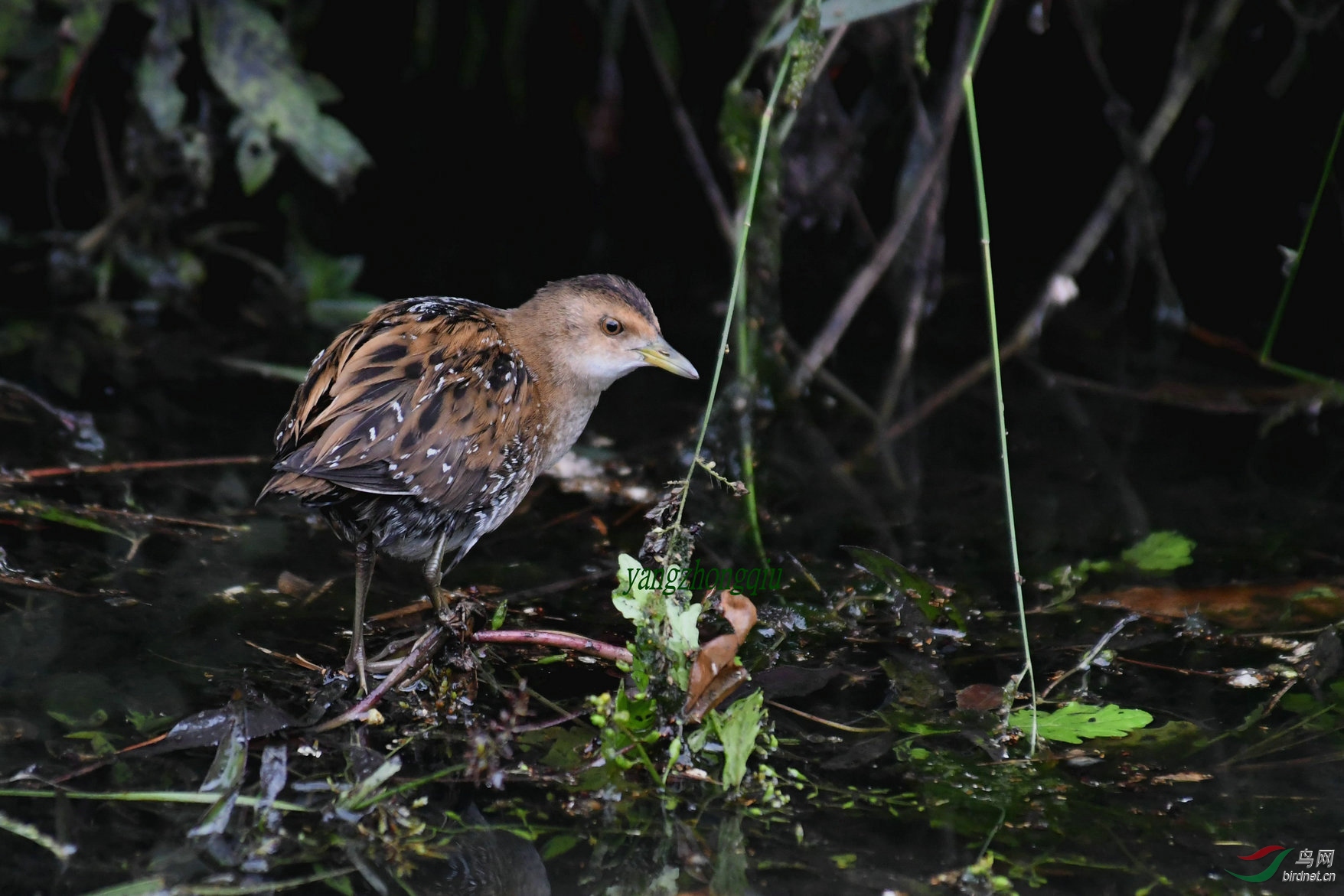 2019在青岛雕塑园里遇"新"2 小田鸡
