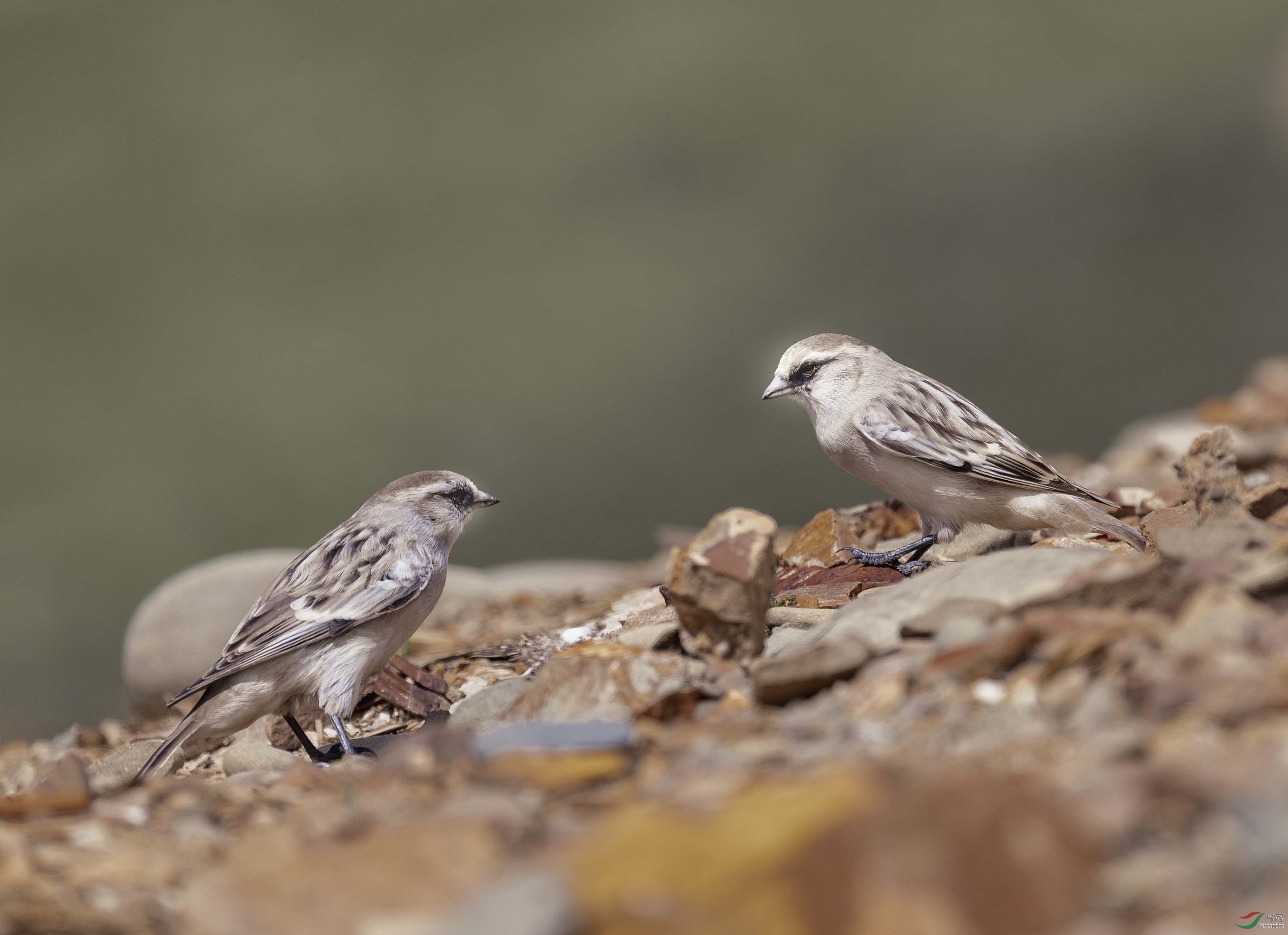 ��ɫ�������