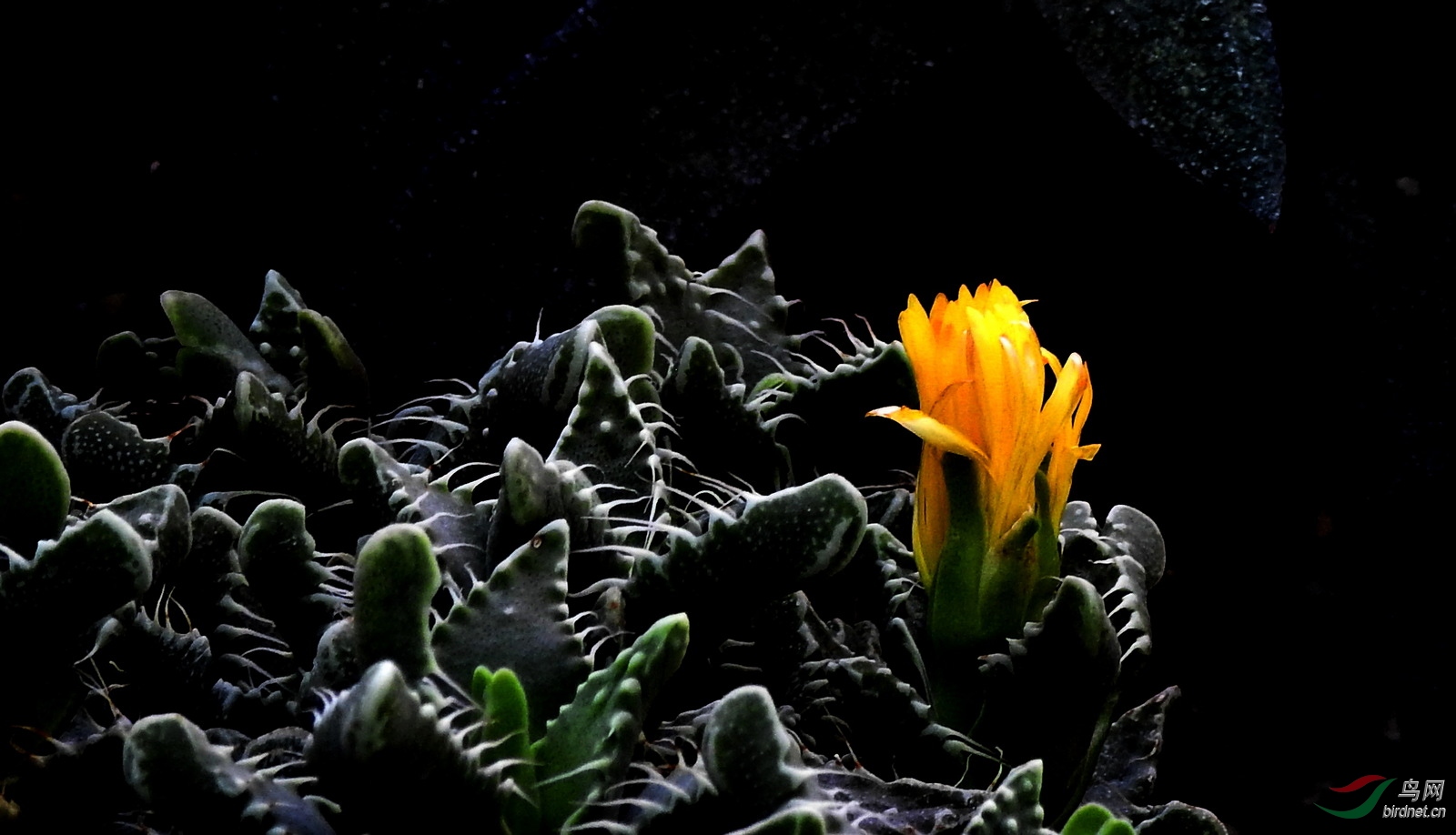 DSCN8574.JPG