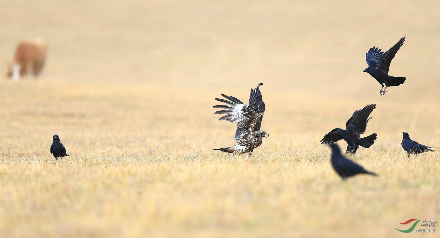 ���A12 4447.jpg