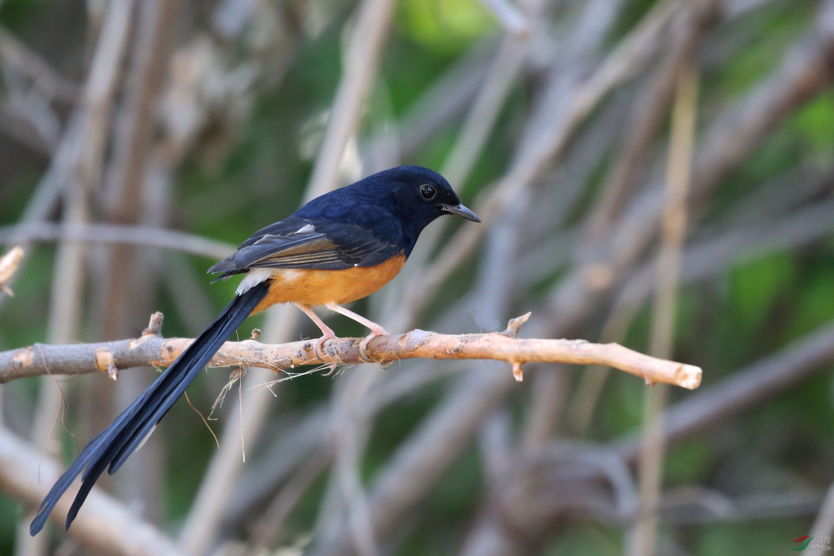 京城新明星-也拍白腰鹊鸲