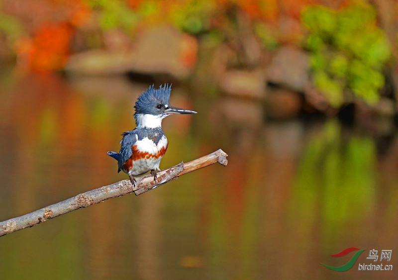 北美翠鸟(白腹鱼狗),belted king fisher