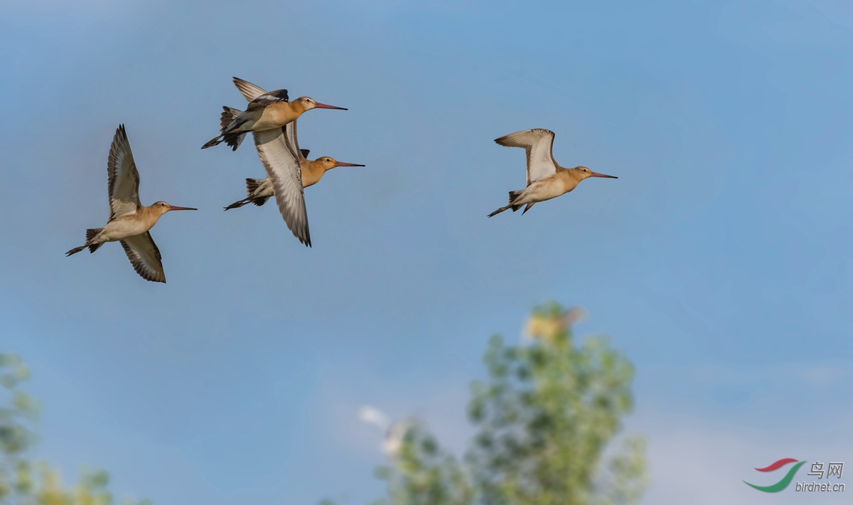 dsc_7458_ABC��ͼ_����.jpg