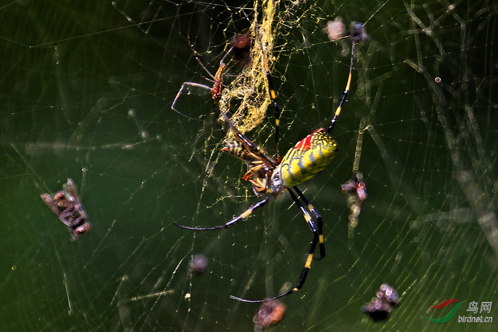 黄蜘蛛网食大黄蜂分享