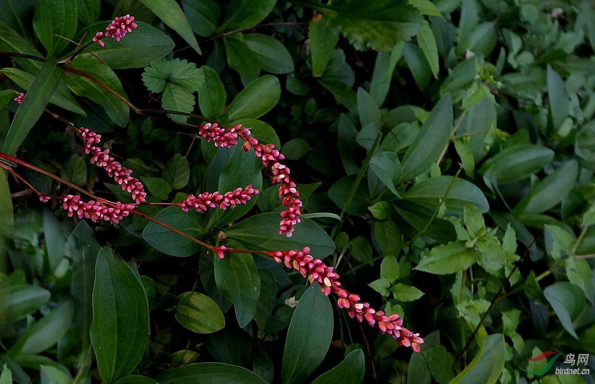 花卉欣赏香蓼