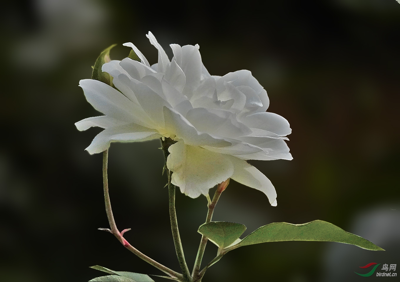 北京11月份还盛开的白色月季花