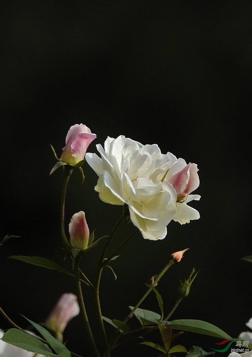 北京11月份还盛开的白色月季花