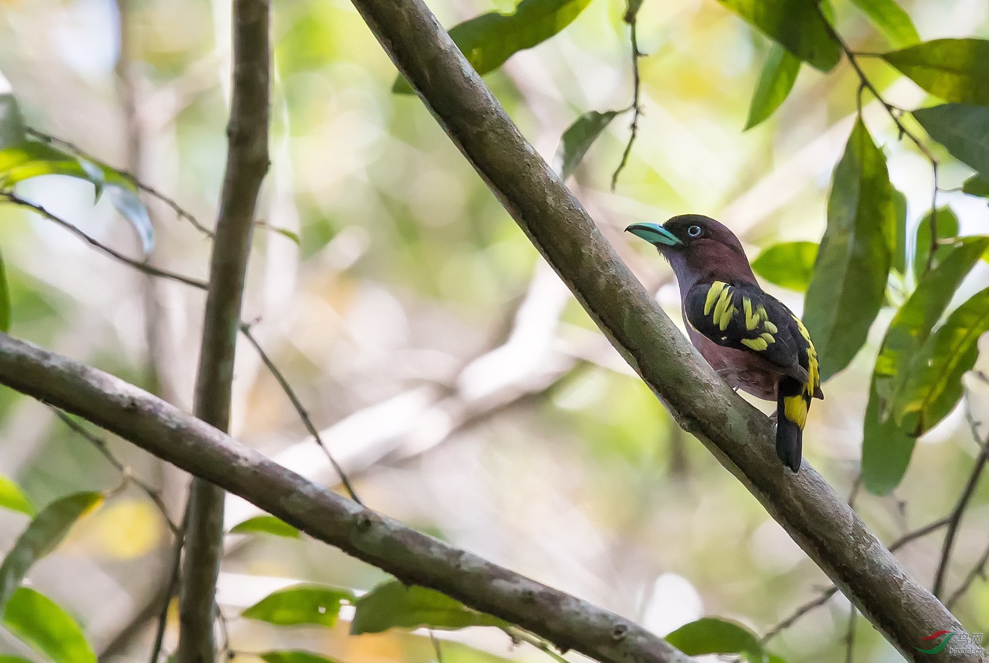 Banded Broadbill.jpg