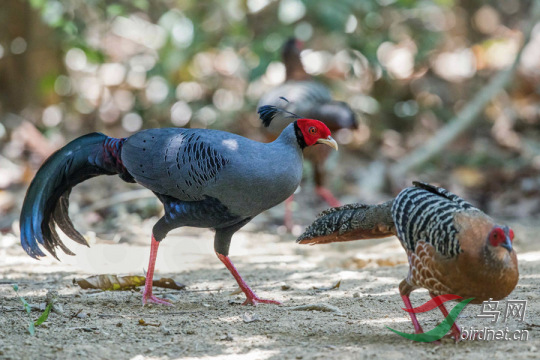 1月1日越南吉仙,大叻平原拍鸟活动召集