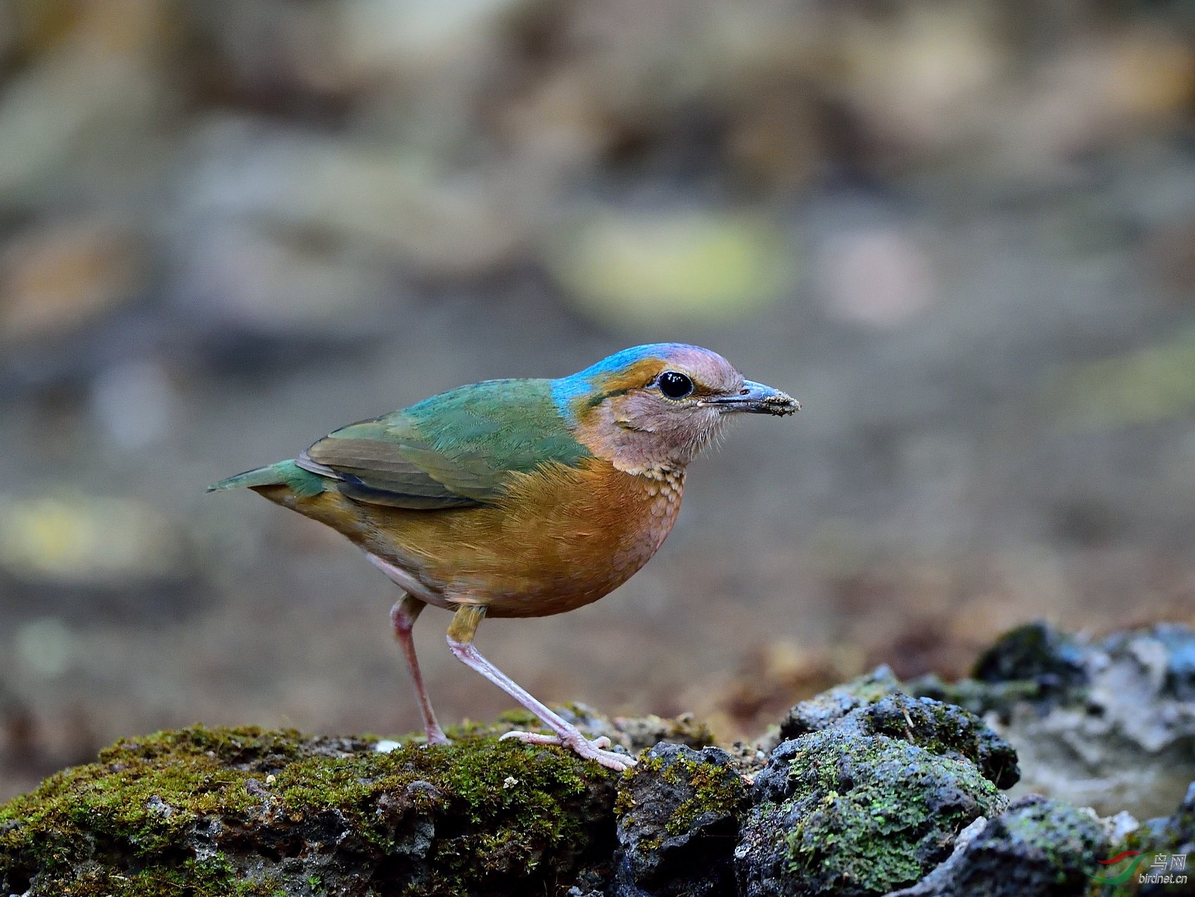Blue-rumped Pitta.jpg