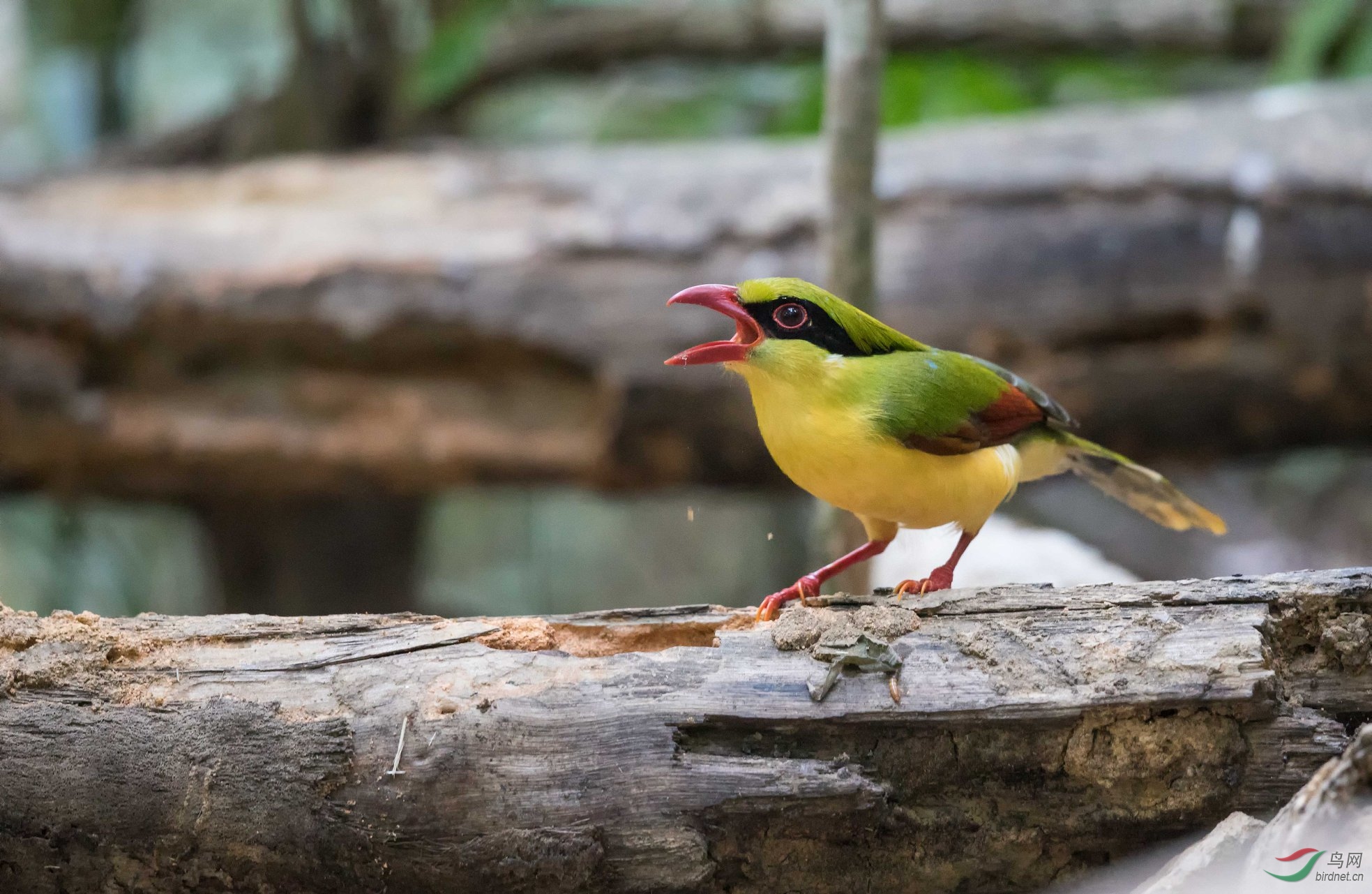 Indochinese Green Magpie.jpg