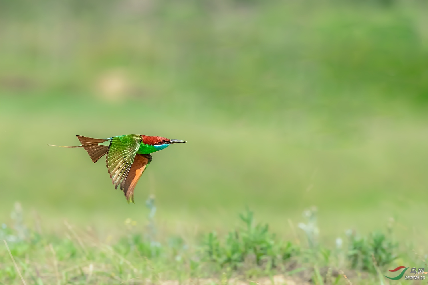 _DSC6562-2.jpg