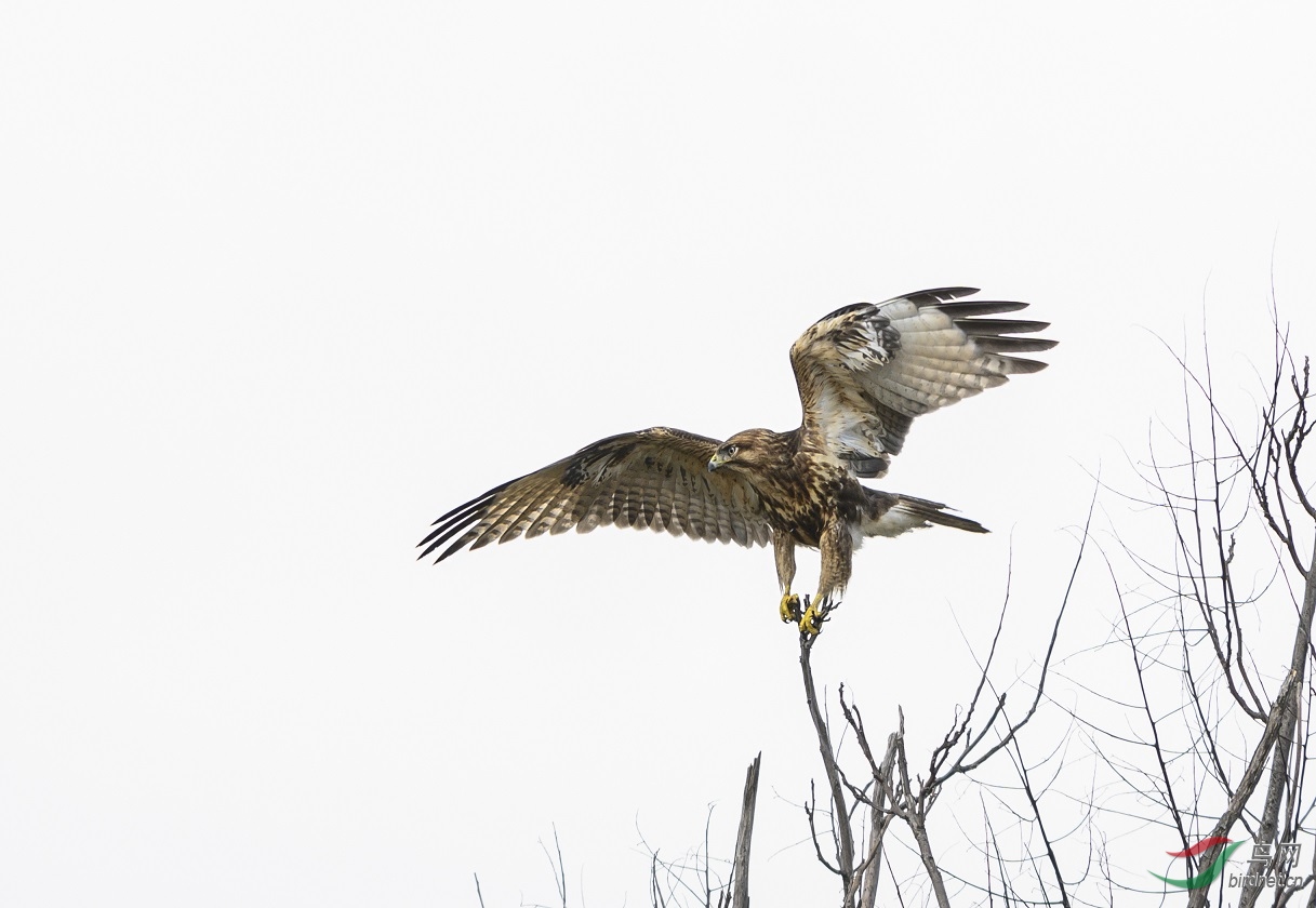 DSC_2543a11.jpg