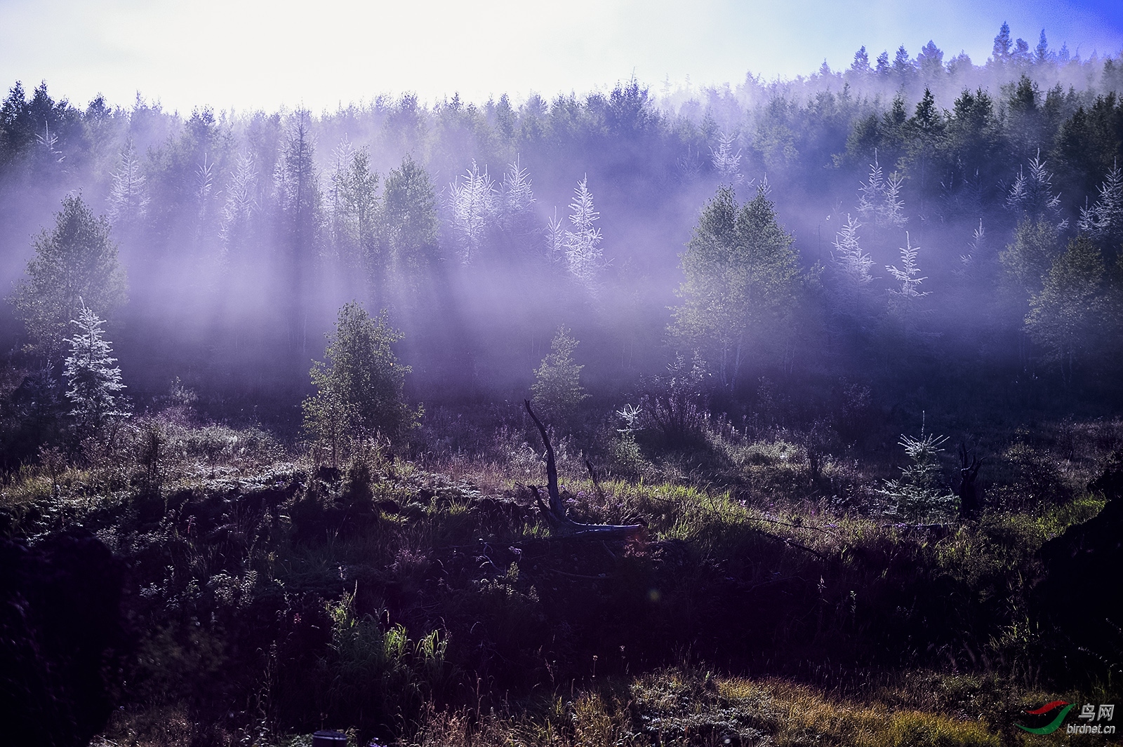 _DSC7817_11784a.jpg
