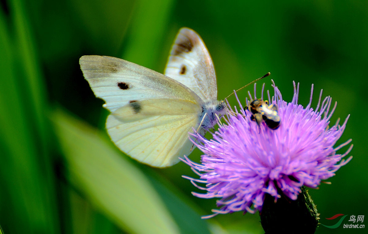 DSC_3091.JPG