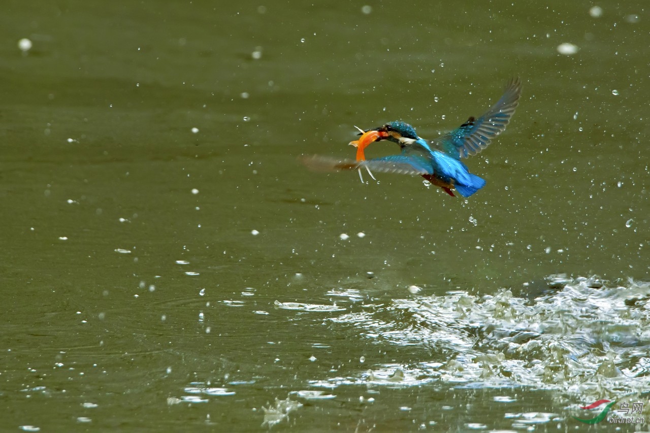 _DSC7995ab.jpg
