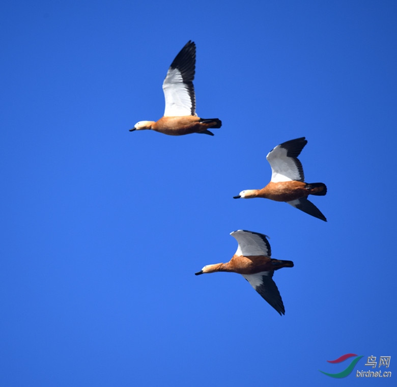DSC_4873_00001_����.jpg