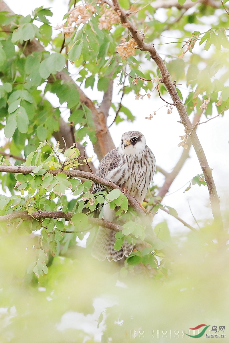 2019-10-25 Bird 152.JPG
