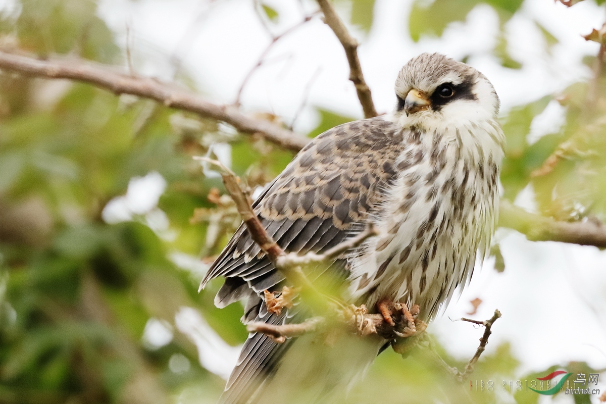 2019-10-25 Bird 005.JPG