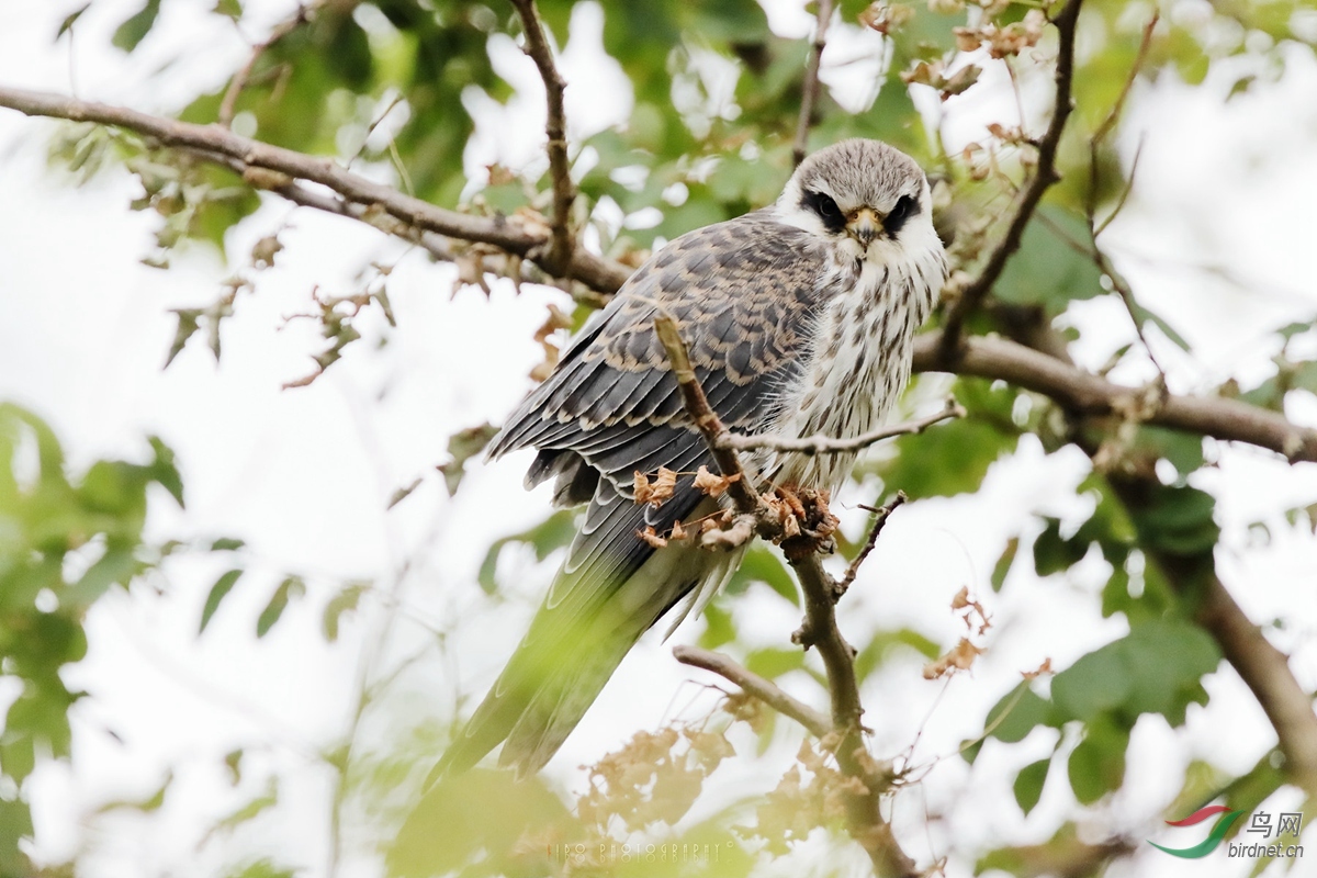 2019-10-25 Bird 009 - 副本.JPG