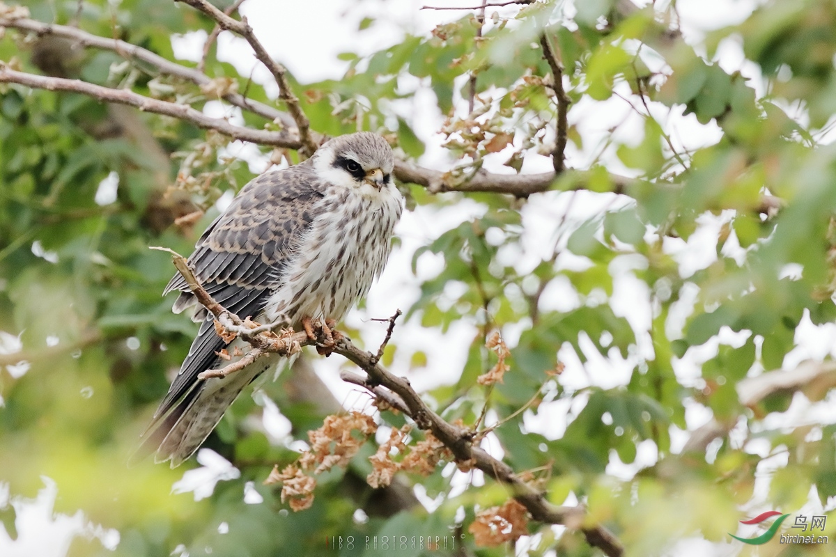 2019-10-25 Bird 014.JPG