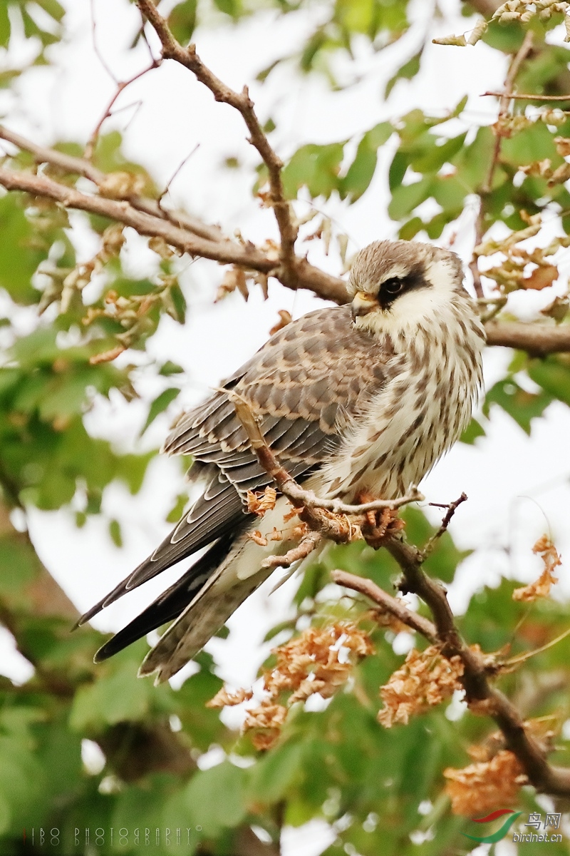 2019-10-25 Bird 023.JPG