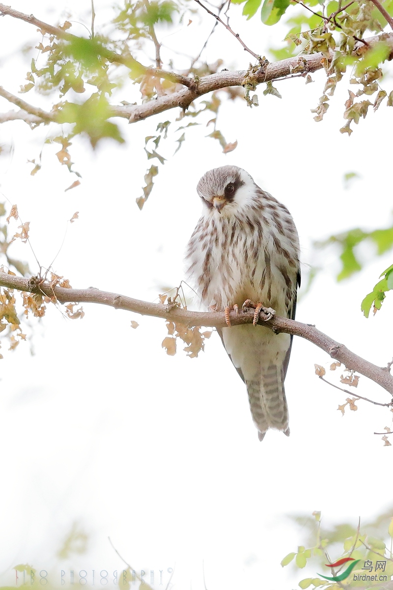 2019-10-25 Bird 146.JPG