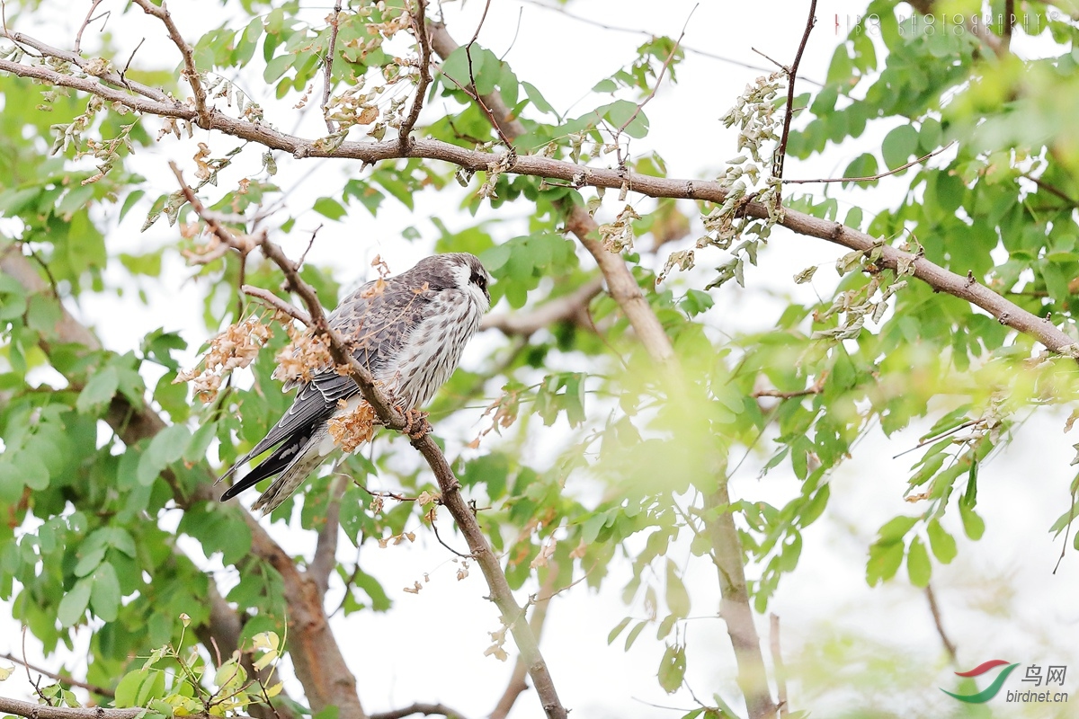 2019-10-25 Bird 149.JPG