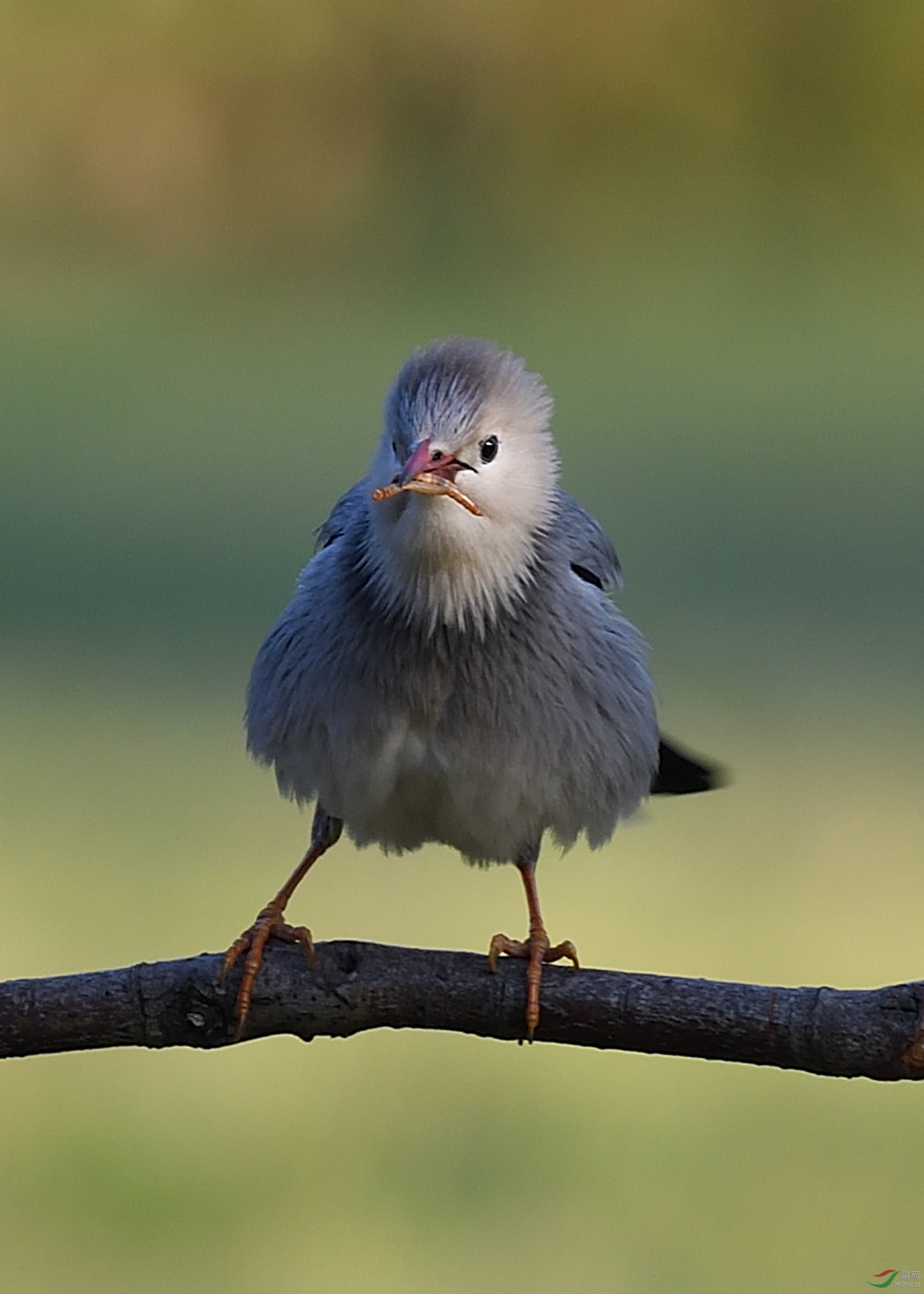 ���ȵ�С�һ�