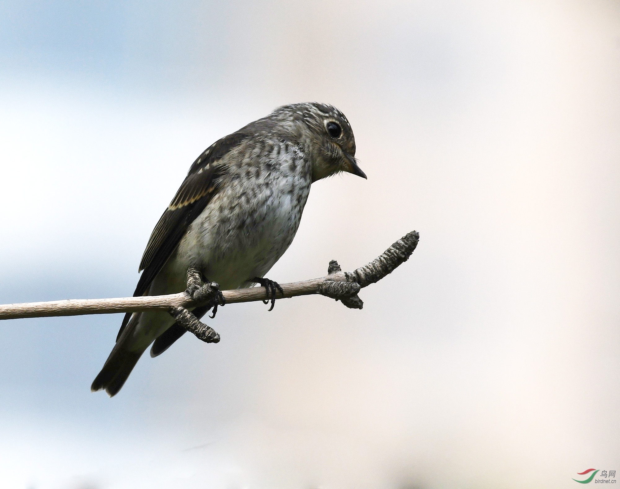 ������Ӱ 738����.jpg