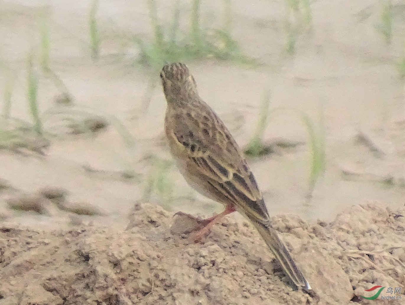 �� -������DSC06723.JPG