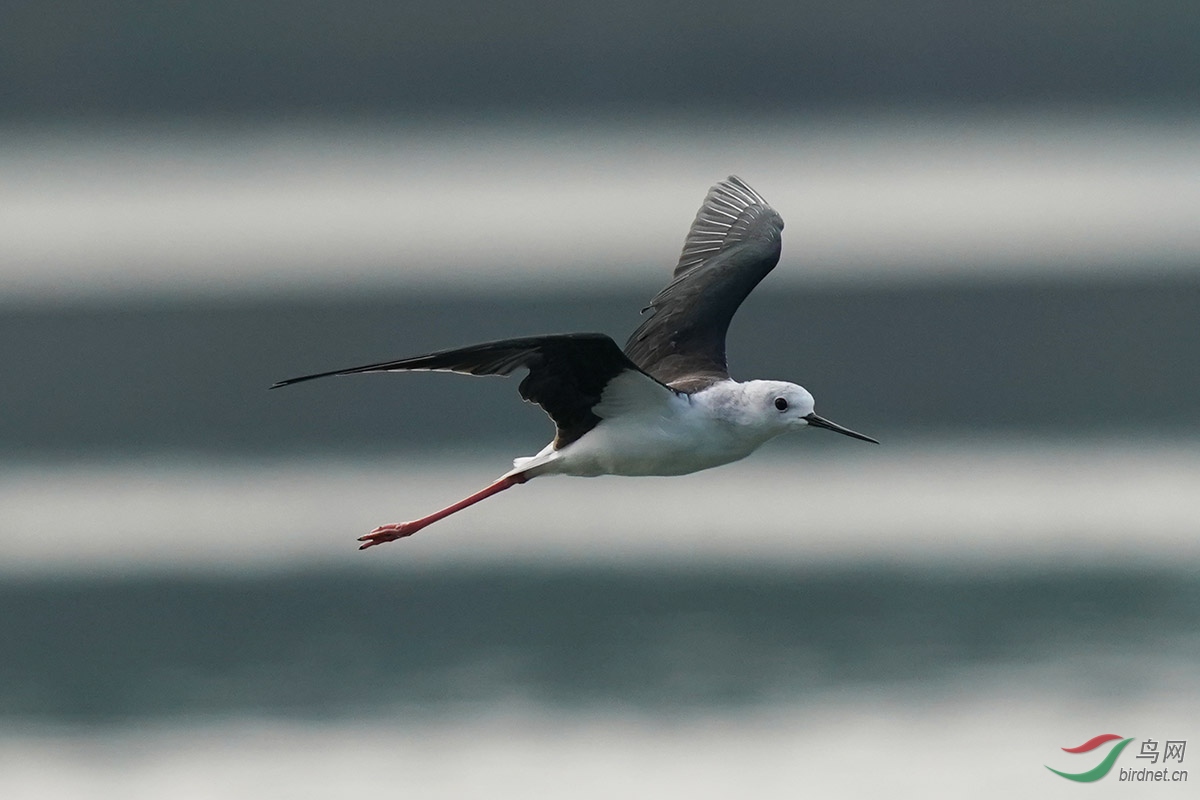 DSC02516 ����.jpg