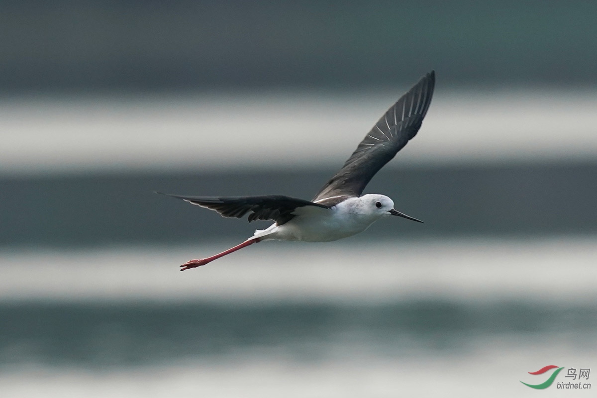 DSC02517 ����.jpg