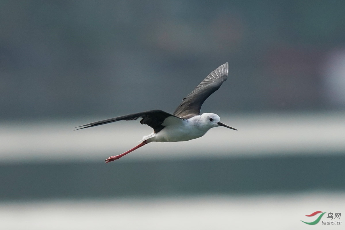 DSC02521 ����.jpg